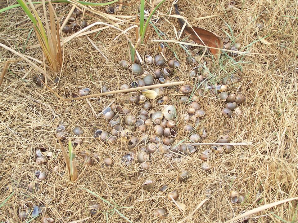 FIGURE 10 FIGURE 10